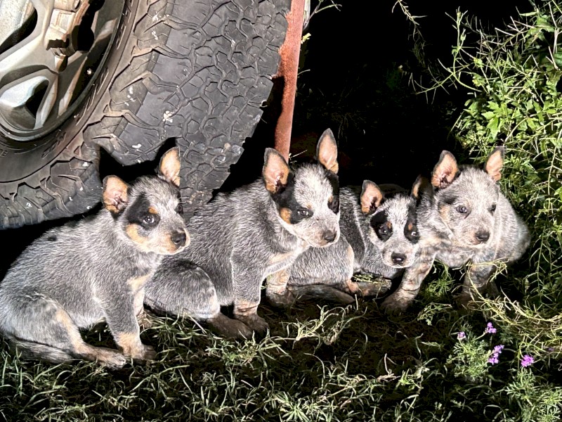 CATTLE DOG PUPS