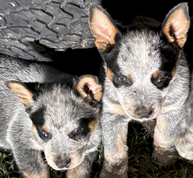 CATTLE DOG PUPS