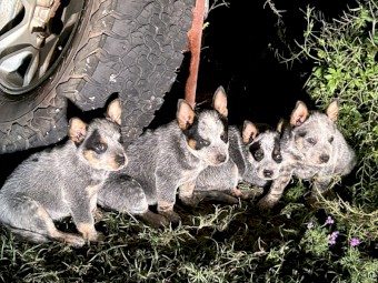 CATTLE DOG PUPS