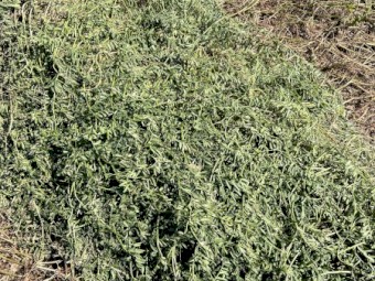  Vetch Hay 8x4x3 Bales (New Season 24/25)