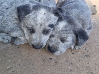 Blue heeler pups