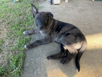 2 x Male Kelpie x Koolie Working Dog Pups
