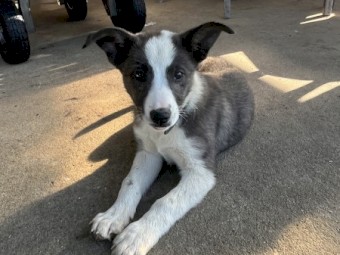 2 x Male Kelpie x Koolie Working Dog Pups