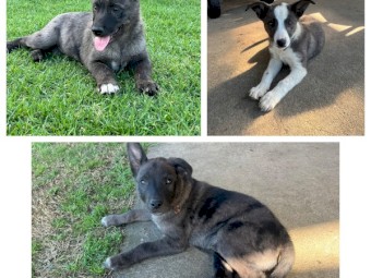 2 x Male Kelpie x Koolie Working Dog Pups