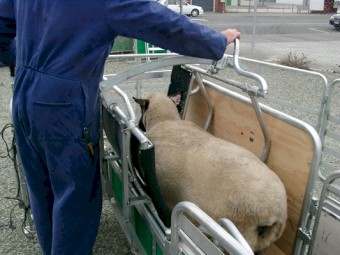 Prattley Sheep Handler Manual 1310mm x 715mm - 95kgs, with Sheep Handler Panels 4' x 36