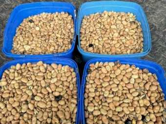 28 Ton of Feed Faba Beans