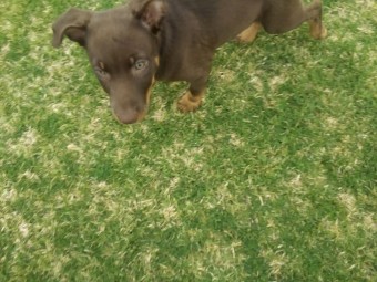 Kelpie pups 11 week's old