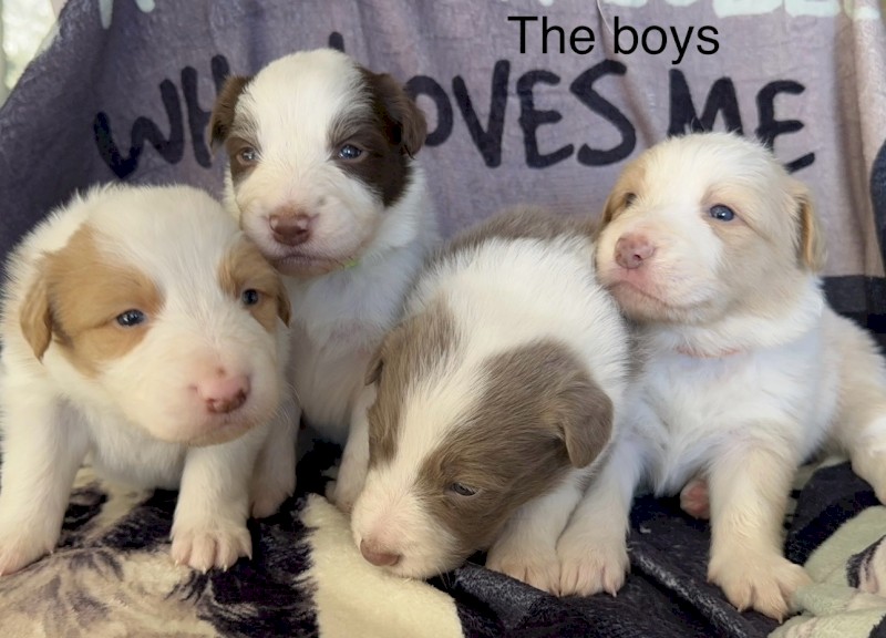 Border Collie Puppies 