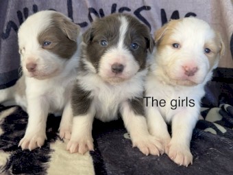 Border Collie Puppies 