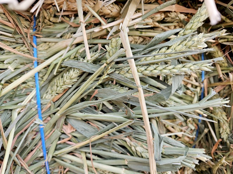 2023 Beardless Wheaten Hay
