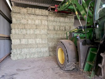 2023 Beardless Wheaten Hay