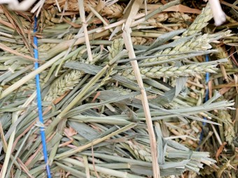 2023 Beardless Wheaten Hay