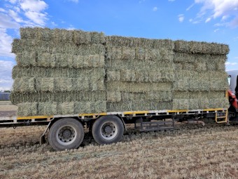 2023 Beardless Wheaten Hay