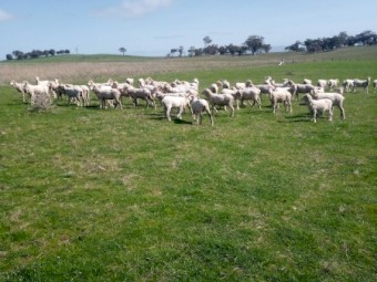 67 Fine Wool Merino Ewes.  2 year old.