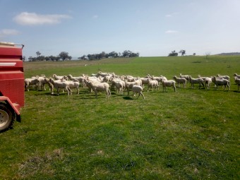 67 Fine Wool Merino Ewes.  2 year old.