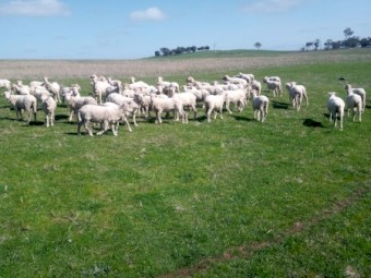 67 Fine Wool Merino Ewes.  2 year old.