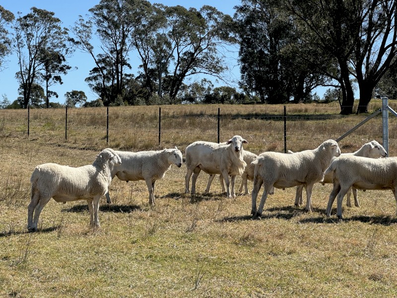 10 Australian White Stud Rams For Sale, 12 months old
