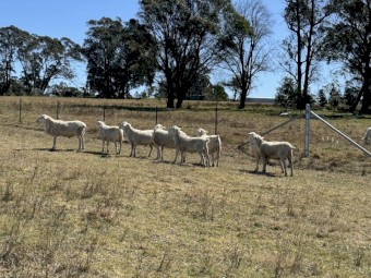 10 Australian White Stud Rams For Sale, 12 months old