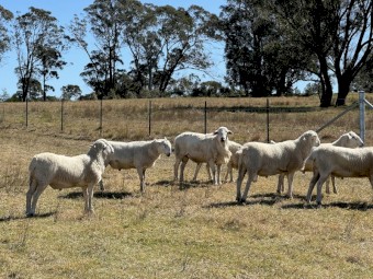 10 Australian White Stud Rams For Sale, 12 months old