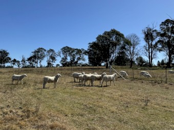 10 Australian White Stud Rams For Sale, 12 months old