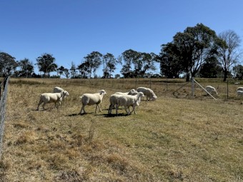 10 Australian White Stud Rams For Sale, 12 months old