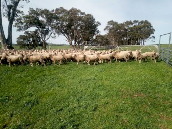 210 Fine Wool Merino Ewes, Classed in Breeders.