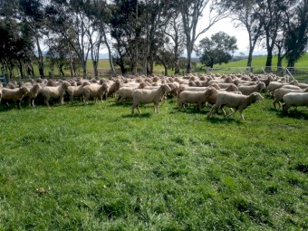 210 Fine Wool Merino Ewes, Classed in Breeders.