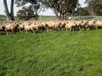 210 Fine Wool Merino Ewes, Classed in Breeders.