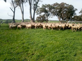 210 Fine Wool Merino Ewes, Classed in Breeders.