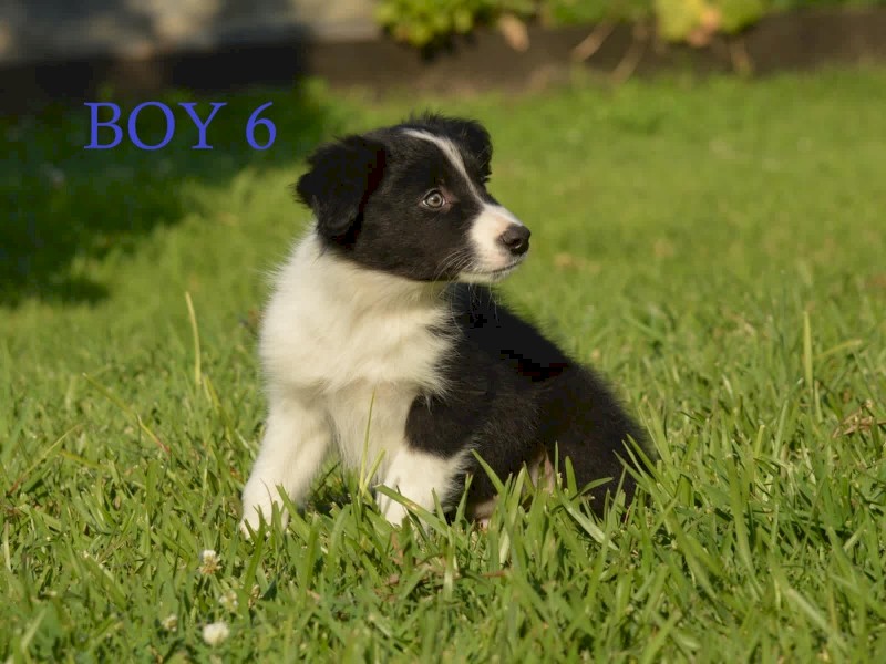 Border Collie Pups - UK Sire