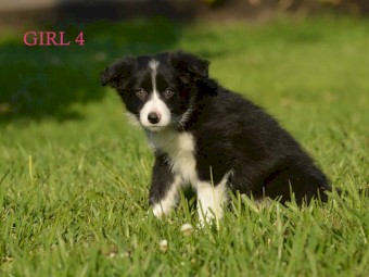 Border Collie Pups - UK Sire