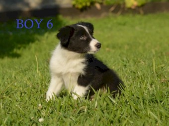 Border Collie Pups - UK Sire