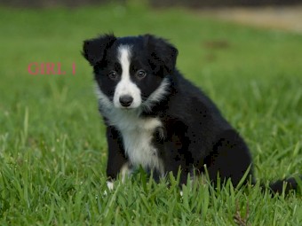 Border Collie Pups - UK Sire