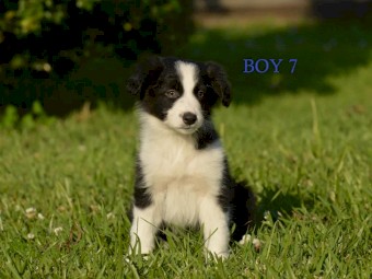 Border Collie Pups - UK Sire