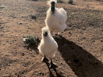 Young Friendly Silkie Bantam Hens - Not For Profit Sanctuary