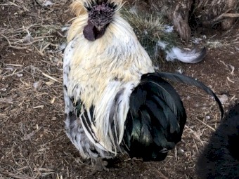 Young Friendly Silkie Bantam Hens - Not For Profit Sanctuary
