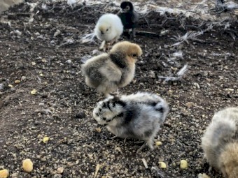 Young Friendly Silkie Bantam Hens - Not For Profit Sanctuary