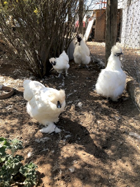 Young Friendly Silkie Bantam Hens - Not For Profit Sanctuary