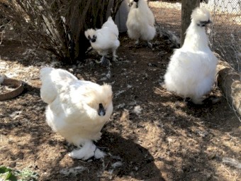 Young Friendly Silkie Bantam Hens - Not For Profit Sanctuary