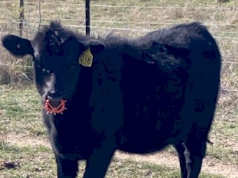 Lowline Heifer Calves