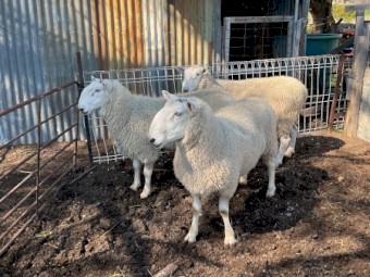 Border leister RAMS