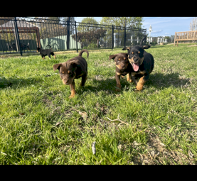 Kelpie pups