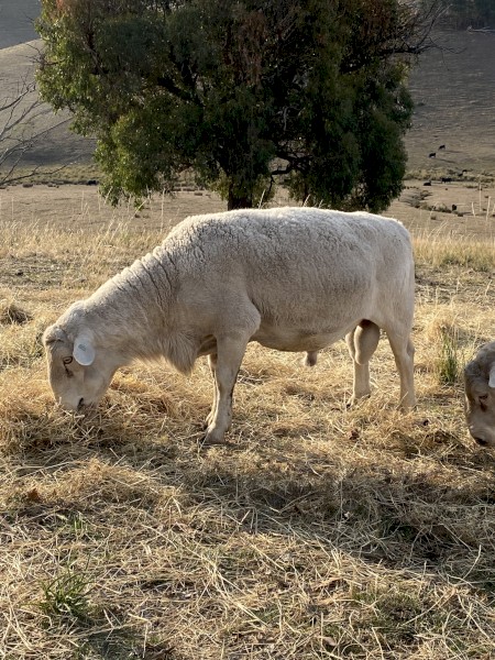 Kaya White Dorper Rams