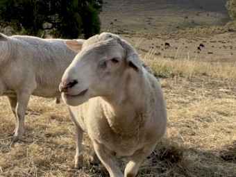 Kaya White Dorper Rams