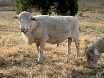 Kaya White Dorper Rams