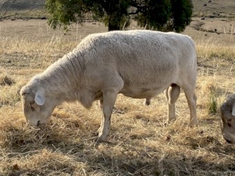 Kaya White Dorper Rams