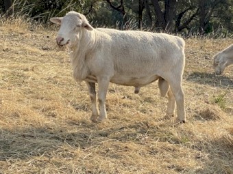 Kaya White Dorper Rams