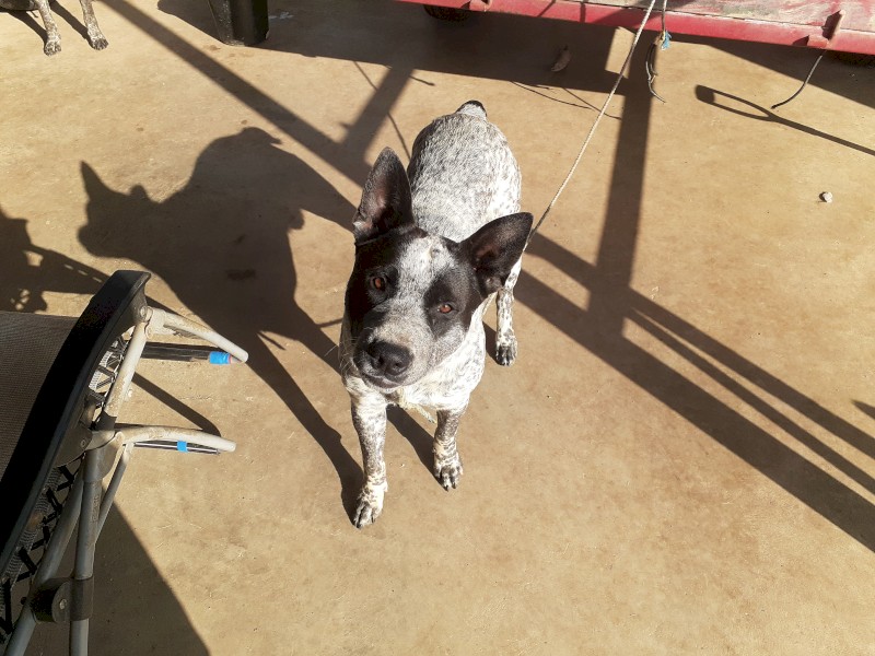 Smithfield stumpy tail.