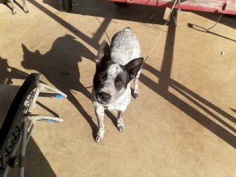 Smithfield stumpy tail.