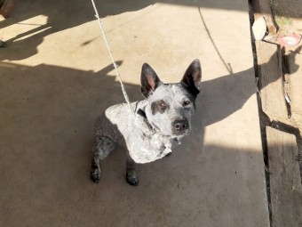 Smithfield stumpy tail.